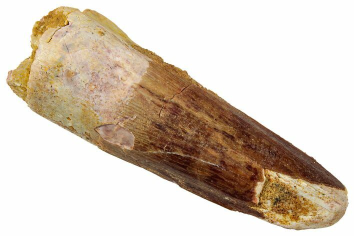 Fossil Spinosaurus Tooth - Real Dinosaur Tooth #329516